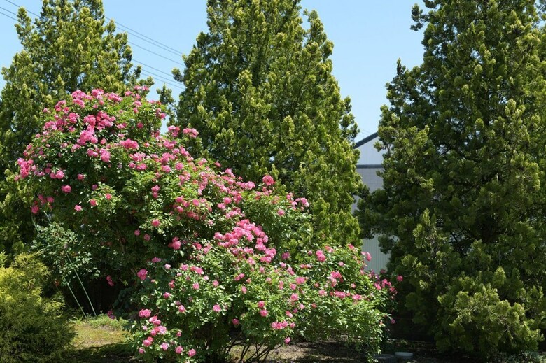 Hostal Guesthouse Kizuna
