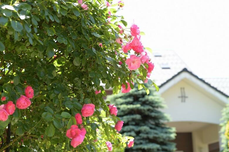 Hostal Guesthouse Kizuna