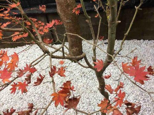 Apartamento Greenhouse2-mt.fuji Gotemba-