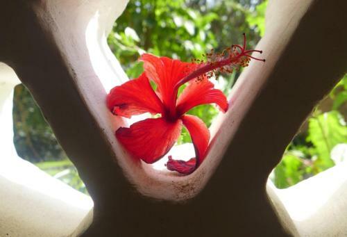 Apartamento Frangipani Cottages
