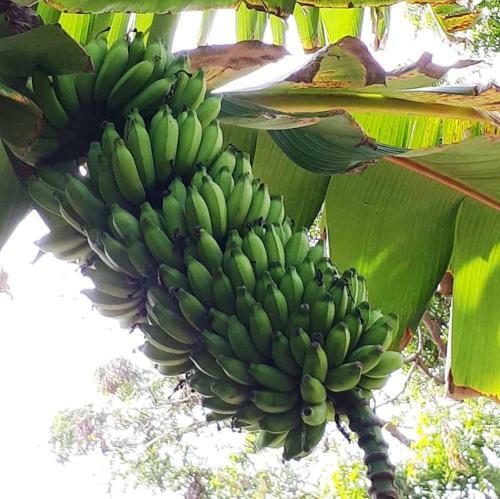Banana Garden Hotel Madiha