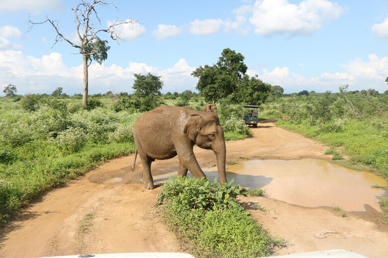 Dev's Campground - Tented Safari