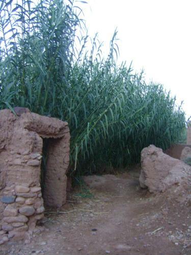 Hostal Kasbah Maktob Tamnougalt