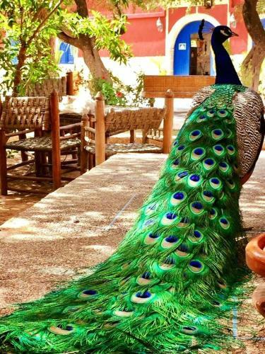 Hostal Camping & H�tel Le Calme