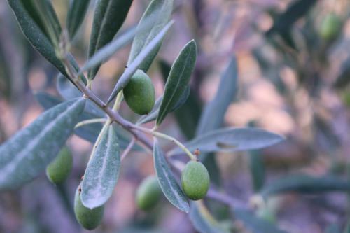 Hostal Green Olive Guesthouse