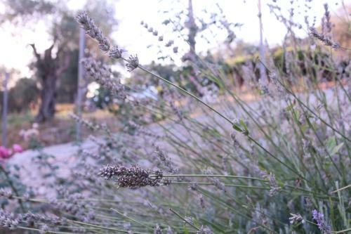 Hostal Green Olive Guesthouse