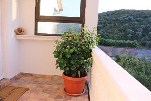 Hostal Green Olive Guesthouse