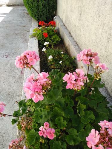 Flower Apartment