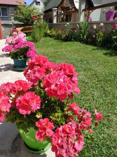Apartments Bozovic