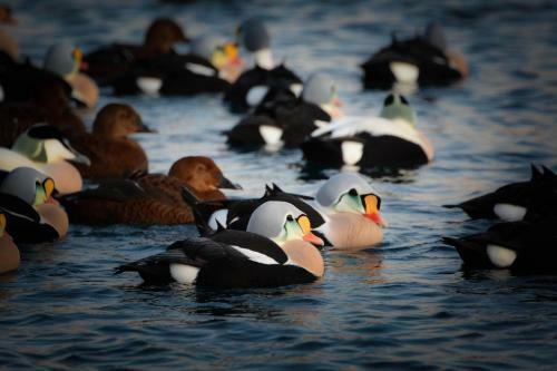 B�tsfjord Polar Hotell