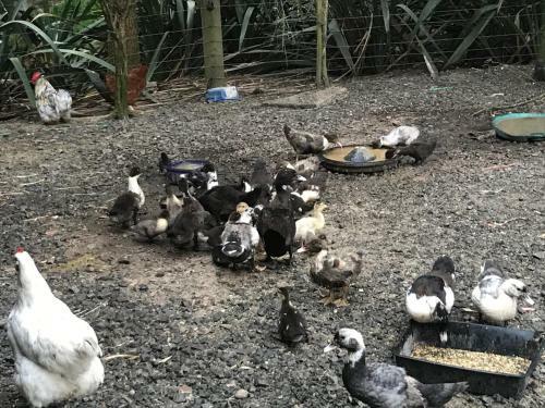 Lucky Duck Farm B&B