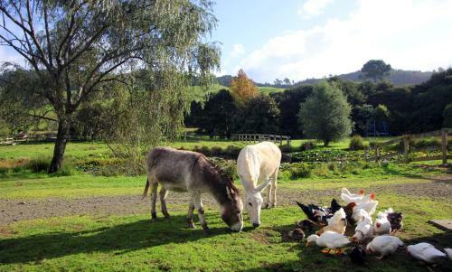 Agroturismo Dragonfly Farm