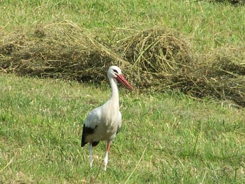 Lodge Domek Na Skraju Wsi