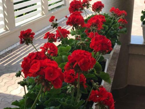 Hostal Villa Brussels