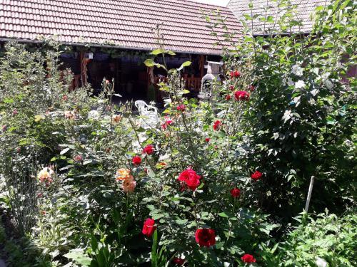 Hostal Pensiunea Ana-dragusana