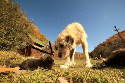 Hostal Pensiunea Dacica