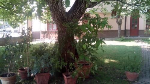 Hostal 3 Platana