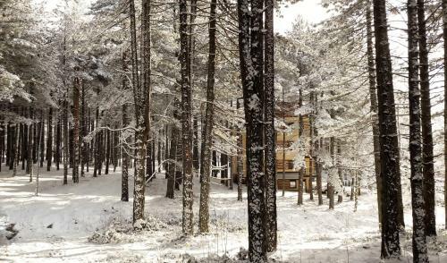 Apartamento Zlatibor Wood