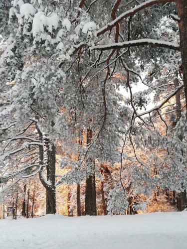 Apartamento Zlatibor Wood