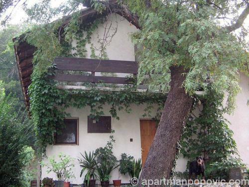 Apartment Popovic