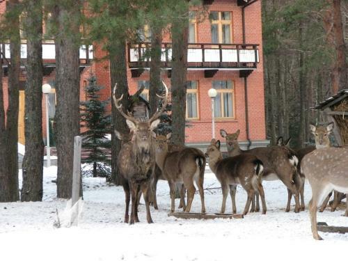 Dom Lesnika Holiday Park