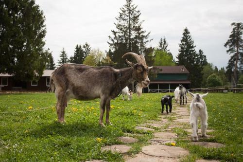 Hotel Eco Farm Usadba Kuznetsovo