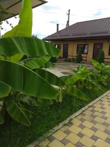Hostal Guest House Assol