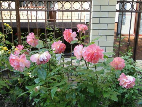 Hostal Guest House Nikita