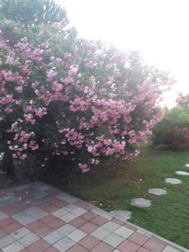 Hostal Guesthouse Alisa