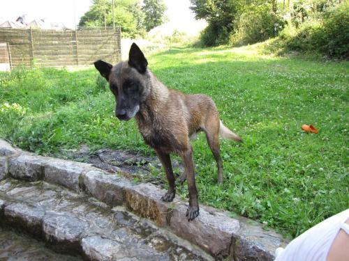 Hostal Guesthouse Zorko Gostilna Domen