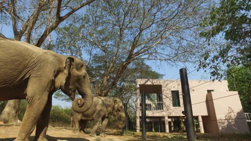 Hotel I Love Phants Lodge