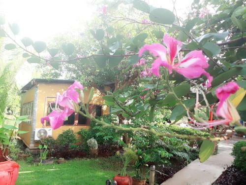 Riverside Palm Resort - Surat Thani