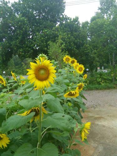 Hostal Green Happy Homestay