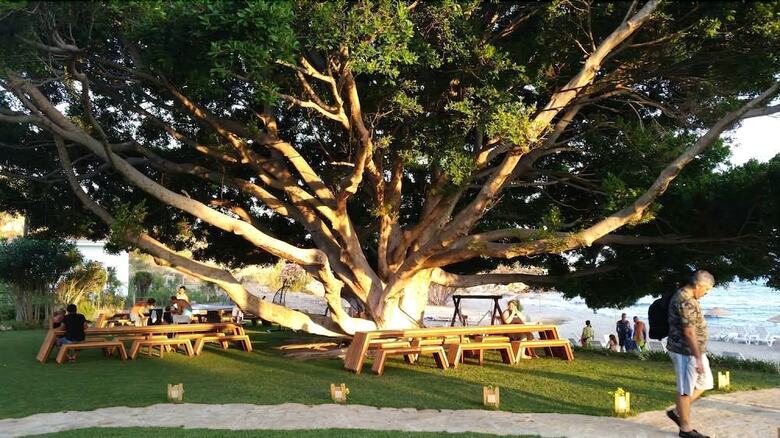 Marvel Tree Hotel