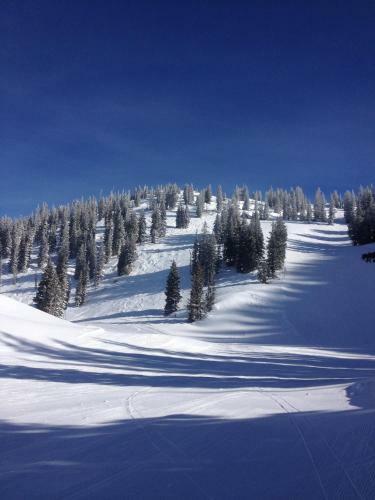 Larkspur
