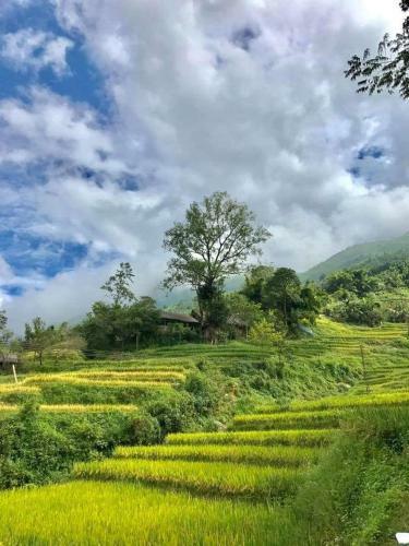 Big Tree Hmong Homestay