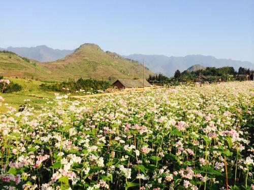 Dao Homestay