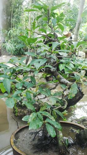 Agroturismo Vu Oganic Farmstay