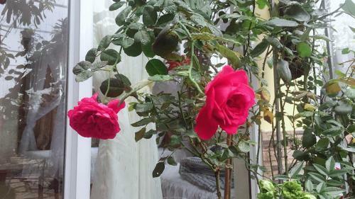 Lodge Rose Homestay