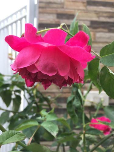 Lodge Rose Homestay