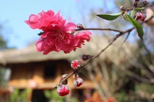 Homestay Bui Ty Ha Giang