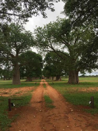 Bed & Breakfast Baobab Lane Lodge