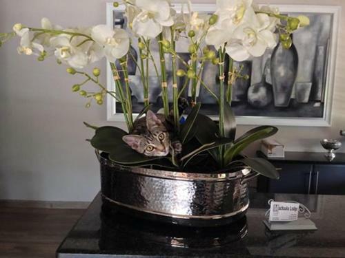 Hotel Machauka Lodge
