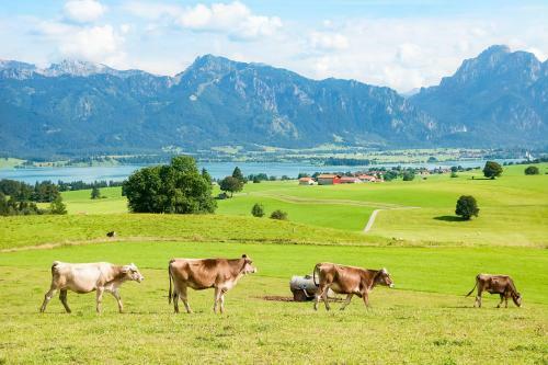 Hostal G�stehaus Isler