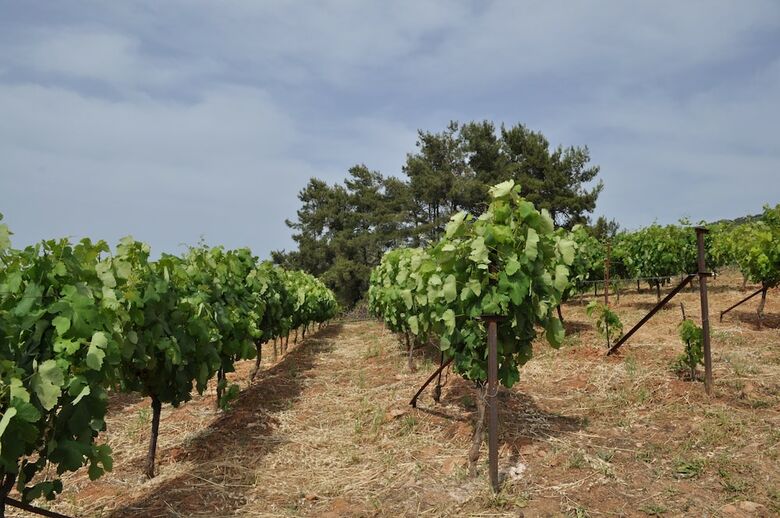 Farma Di Santolo