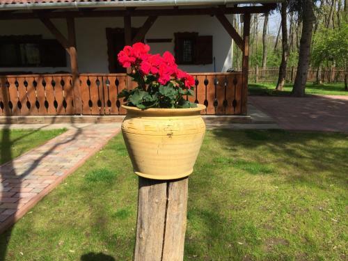 V�ndor Tanya