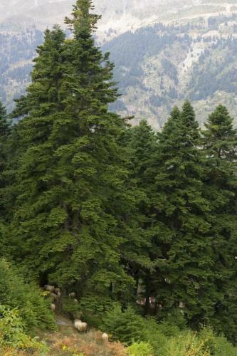 Koutsikouris Hotel