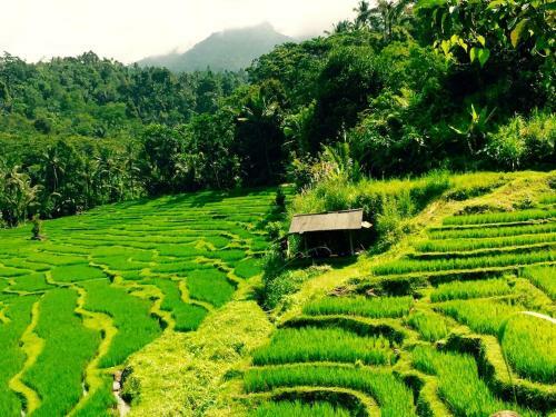 Lodge Bali Mountain Retreat