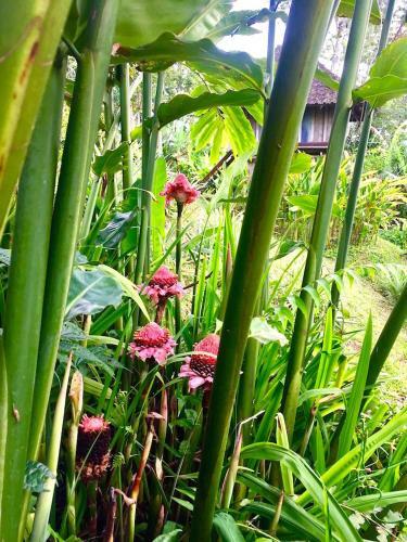 Lodge Bali Mountain Retreat