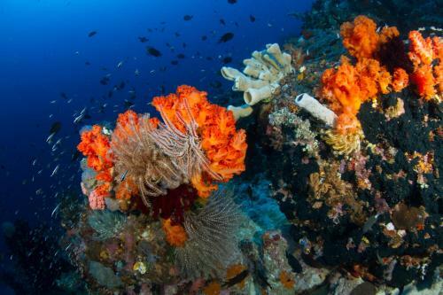 Hotel Lembeh Resort